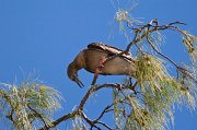  Red-footed Booby