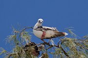  Red-footed Booby