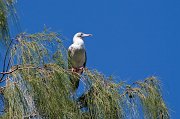  Red-footed Booby