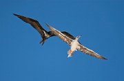 Male Lesser Frigatebird and Red-footed Booby