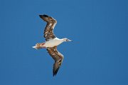  Red-footed Booby