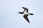  Brown Booby