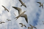  Sooty Terns returning to the colony on Bird Island