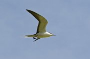  Sooty Tern