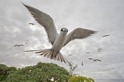  Sooty Tern about to land