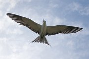  Sooty Tern returning to the colony on Bird Island