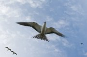  Sooty Tern returning to the colony on Bird Island