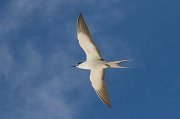 Sooty Tern