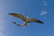  Sooty Terns returning to the colony on Bird Island