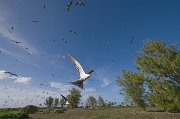  The Sooty Tern colony on Bird Island