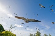  Sooty Terns returning to the colony on Bird Island