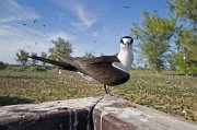  Sooty Tern perched on the rail of the viewing platform on Bird Island