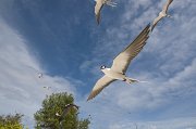 Sooty Tern