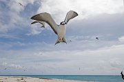  Sooty Tern