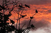  Brown Noddies at sunset on Bird Island
