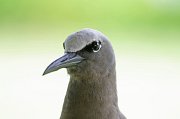  Brown Noddy