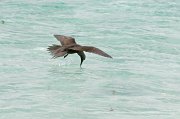  A fishing Lesser Noddy