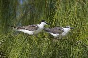  Bridled Terns