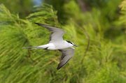  Bridled Tern