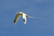  White-tailed Tropicbird in flight over Bird Island
