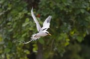  White-tailed Tropicbird approaching its nest on Bird Island