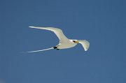  White-tailed Tropicbird in flight over Bird Island