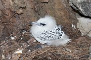  White-tailed Tropicbird chick in its nest at the base of a casaurina tree