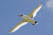  Red-billed Tropicbird