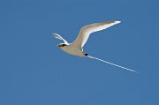  White-tailed Tropicbird