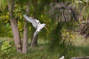  White-tailed Tropicbird
