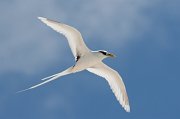 Tropicbird
