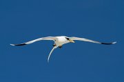  White-tailed Tropicbird
