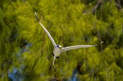  White-tailed Tropicbird