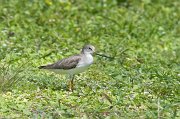  Terek Sandpiper