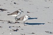  Sanderling