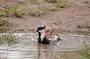  Spur-winged Lapwing