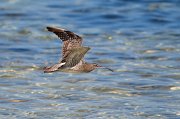  Whimbrel