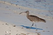  Whimbrel