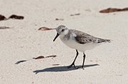  Sanderling