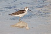 Common Greenshank